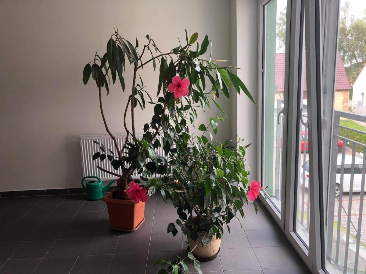 Apartman Na Lukach - Kopretina Třeboň Buitenkant foto